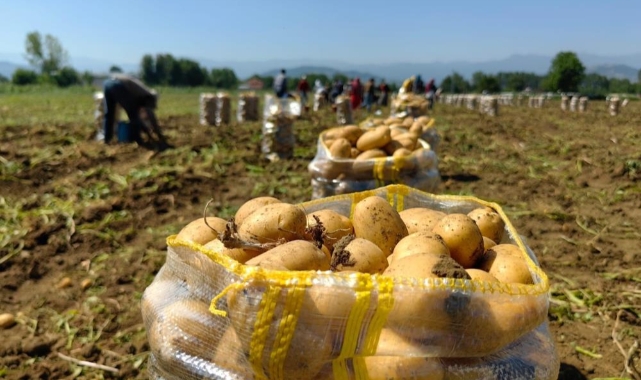 Patates ihracatı 6 ayda 15 kat arttı