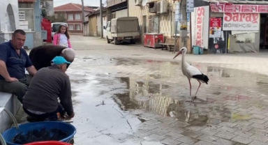 Yaren, diğer leylekleri de alıştırdı