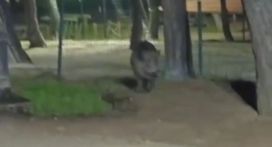 Acıkan yaban domuzu mesire alanına indi