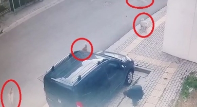 Başıboş köpekler küçük çocuğa büyük korku yaşattı