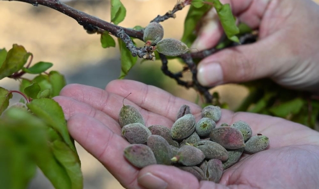Bursa'da zirai donun faturası ağır olacak