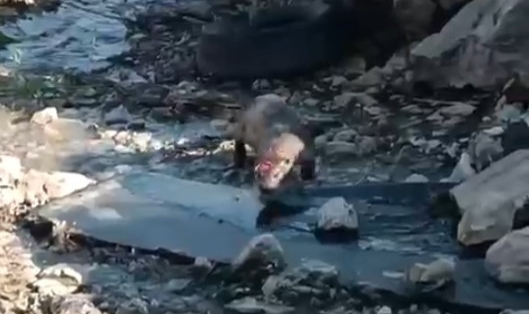 Gören fare zannetti gerçek çok sonra ortaya çıktı