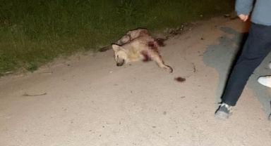 Hafif ticari araç köpeğe çarpıp tarlaya uçtu