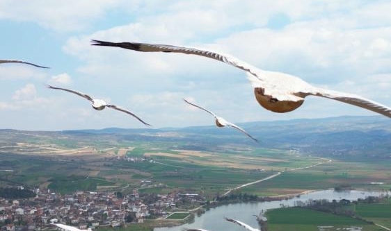 İnegöl'de pelikanlar böyle görüntülendi