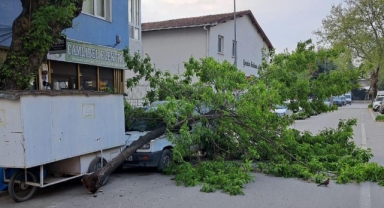 Kırılan ağaç, kamyonetin üzerine devrildi