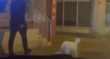 Ne kedi, ne köpek.. Eğittiği kuzusunu dolaşmaya çıkardı