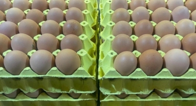 Üniversiteli tavukların yumurtaları daha hesaplı