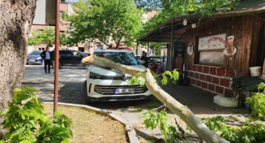 Ağaçtan kopan dal lüks araçta hasara yol açtı