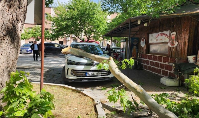 Ağaçtan kopan dal lüks araçta hasara yol açtı