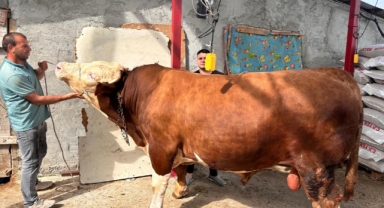 Araba fiyatına kurbanlık alıcısını bekliyor