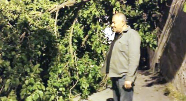 Devrilen dut ağacı mahalleyi ayağa kaldırdı