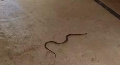 İnegöl'de görülen yılanlar korkuttu