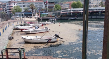 Müsilaj balıkçılara ağır darbe vurdu