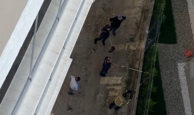 Tellere dolanan 1,5 metre boyundaki yılan korkuttu