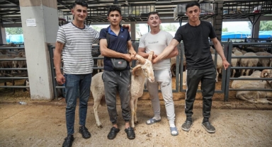 4 boynuzlu koçun her boynuzuna 10 bin lira istiyor