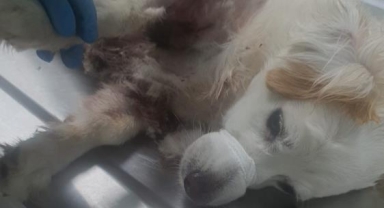 Bursa'da başıboş köpek dehşeti