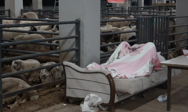 Bursa'da koyunlarla 'koyun koyuna' nöbet