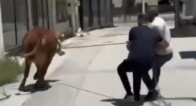 Dana ipi koparınca şehirde mini maraton başladı