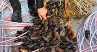 Deniz hıyarı ve beyaz kum midyesi üretimi arttı