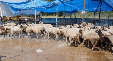 Kurban Bayramında