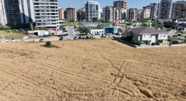 Milyon dolarlık lüks evlerin ortasında buğday hasadı