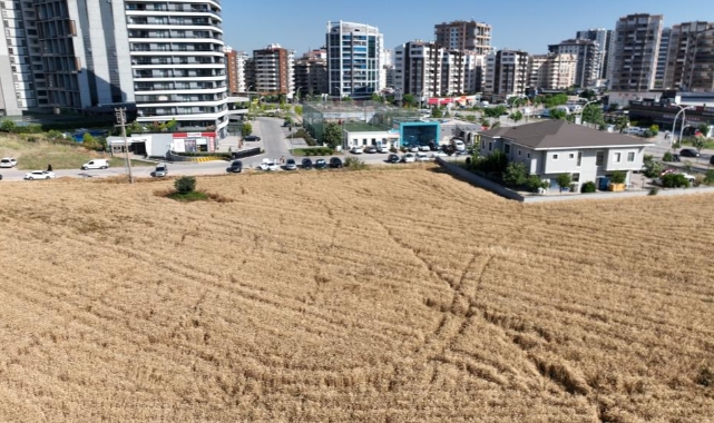 Milyon dolarlık lüks evlerin ortasında buğday hasadı