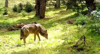 Nesli tükenmekte olan Bozkurt, böyle görüntülendi