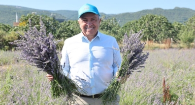 Nilüfer’de lavanta hasadı başladı