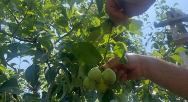 Tonlarca armut ve şeftaliyi koparıp yere atıyorlar