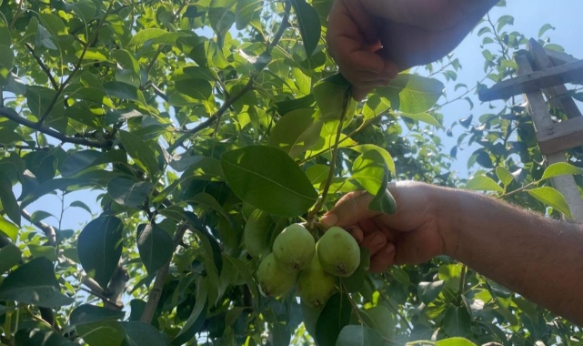 Tonlarca armut ve şeftaliyi koparıp yere atıyorlar