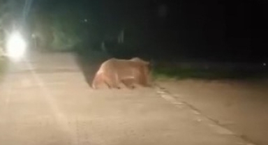 Uludağ'da ayı ailesinin yoldan geçişi görüntülendi