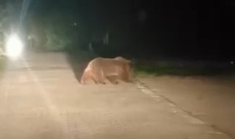 Uludağ'da ayı ailesinin yoldan geçişi görüntülendi