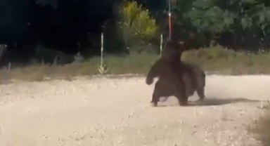 Yol ortasında güreşen ayılar, uçurumdan yuvarlandı