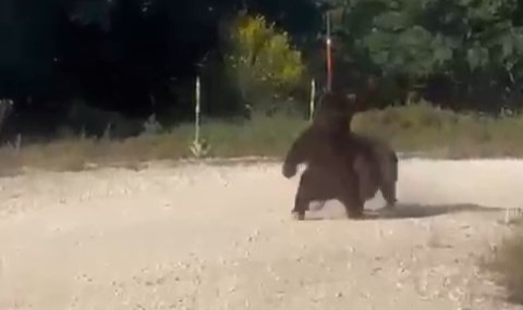 Yol ortasında güreşen ayılar, uçurumdan yuvarlandı