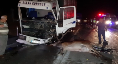Bolu'da yola aniden Geyik çıktı: 1 ölü, 1 yaralı