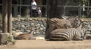 Bursa Hayvanat Bahçesi'nde zebra ailesi genişliyor