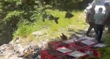 Kene ile mücadele timleri doğaya salındı