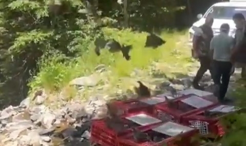 Kene ile mücadele timleri doğaya salındı