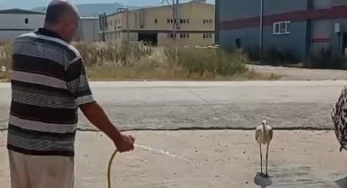 Sıcaktan bunalan leyleği hortumla serinletti