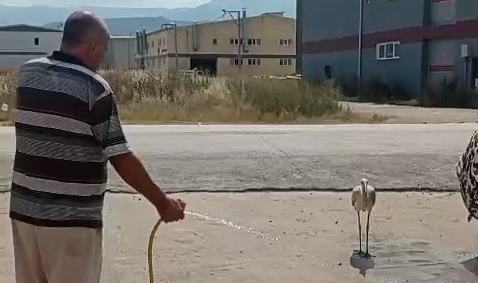 Sıcaktan bunalan leyleği hortumla serinletti