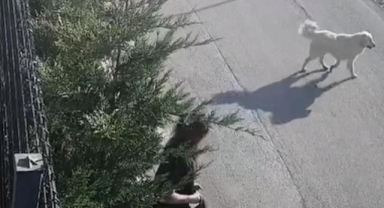 Sokak köpeklerinin saldırdığı kadın canını zor kurtardı