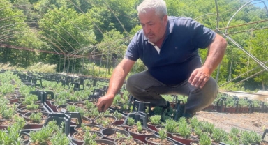 Uludağ etekleri lavanta kokacak
