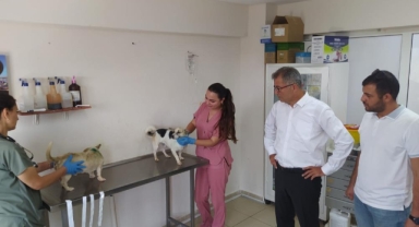 Yangınlardan etkilenen hayvanlara belediye şefkati