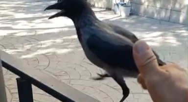 Yaralı kargayı Bursalı esnaf kurtardı