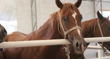 58 tay 25 milyon liraya satıldı