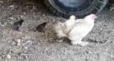 Anne sırtında keyifli gezinti