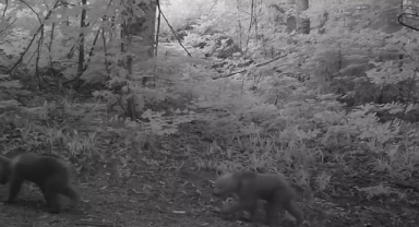 Ayı ailesi fotokapan'a yakalandı