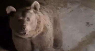 Ayıları beslemeye çıktı ayı saldırısına uğradı