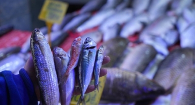 Balıkçılar sezona hamsi ve istavrit bolluğuyla girecek