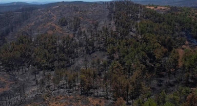 Bin hektar ormanlık alanla 600 milyon lira da kül oluyor